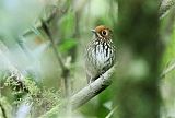 Ochre-fronted Antpitta